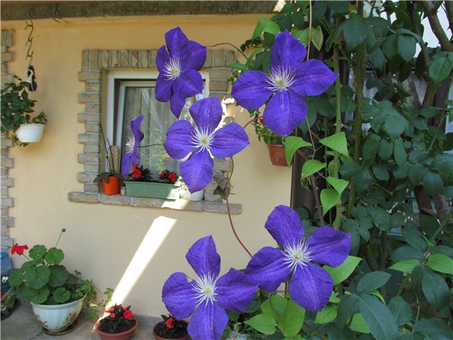 klematis katin